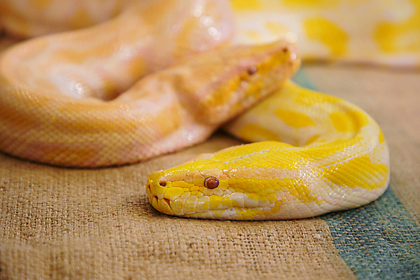 포토 JPG 해외이미지 동물 커플 아시아 야생동물 백그라운드 패턴 곡선 파충류 태국 자연 종류 사람없음 반려동물 노란색 머리 검은색 흰색 독약 뱀 황금 위험 가죽 혀 피부 질감 눈금 생물학 육식동물 내추럴 기어가기 동물상 버마 이국적 해외포토 교육 나라 선 컬러 컨셉 무늬 관계 모션 신체부위 조형물 입 생태계 파일형식 이미지허브