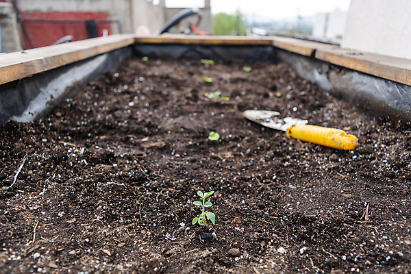 포토 JPG 해외이미지 식물 백인 꽃 행복 화분 잎 토마토 채소 자연 엄마 주택 함께함 실내 사람없음 목재 초록색 여름 환경 정원 성장 공구 삽 원예 호스 국산 개발 돌봄 모종 심기 해외포토 서양인 나무 계절 감정 컬러 컨셉 재료 가족 모션 취미 내부 건물 도구 생태계 파일형식 이미지허브