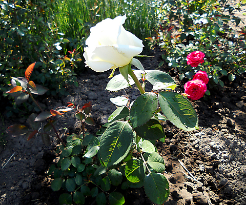 포토 JPG 해외이미지 식물 계절 꽃잎 꽃 꽃다발 결혼 백그라운드 잎 꽃무늬 자연 발렌타인데이 선물 풍경 사람없음 장식 여름 장미 정원 봄 성장 벚꽃 흰색 개화 정상 다발 배열 향기 아로마 악취 내추럴 구성 해외포토 컬러 무늬 데이이벤트 이벤트 생태계 냄새 파일형식 이미지허브