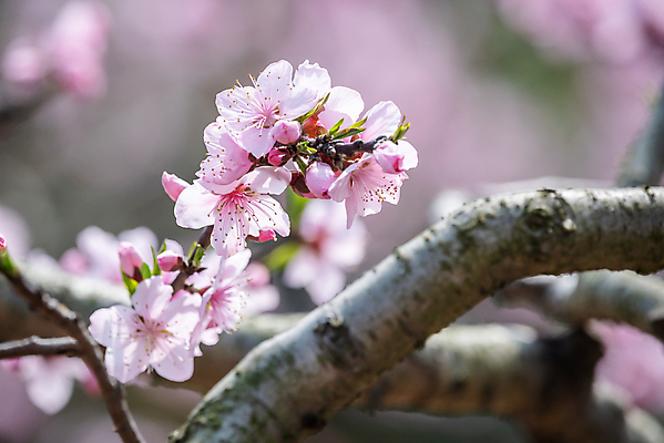 포토 JPG 해외이미지 나무 식물 전통 디자인 계절 꽃 아시아 문화 분홍색 자연 휴가 산 동양인 사람없음 아웃포커스 장식 초록색 컬러풀 평화 축제 중국 봄 벚꽃 나뭇가지 신선 화려 개화 우아함 달콤 복숭아 내추럴 해외포토 나라 컬러 컨셉 과일 촬영기법 인종 맛 생태계 파일형식 이미지허브