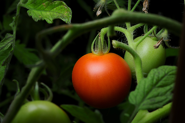 포토 JPG 해외이미지 식물 음식 백그라운드 잎 농업 토마토 채소 과일 주택 매달리기 건강 사람없음 빨간색 초록색 빛 농작물 정원 활발 샐러드 수확 성장 신선 원형 체리 선택 달콤 인스턴트 원예 건강식 내추럴 고립 밭일 숙성 정물화 해외포토 도형 산업 컬러 컨셉 모션 취미 건물 맛 그림 파일형식 이미지허브