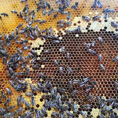 포토 JPG 해외이미지 모양 동물 라이프스타일 음식 곤충 백그라운드 패턴 자연 프레임 세포 사람없음 약 노란색 머리빗 업무 황금 달콤 꿀벌 벌 묘사 질감 바쁨 꽃가루 육각형 꿀 고무 여왕 벌집 내추럴 고립 밀랍 양봉 양봉장 어려움 왁스 진짜 폴리곤 해외포토 도형 컬러 무늬 의학 생활 미용용품 작업 맛 벌_곤충 가루 생태계 파일형식 이미지허브