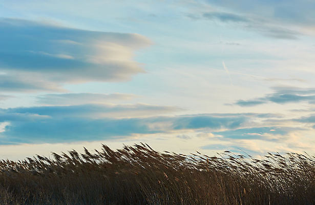 포토 JPG 해외이미지 식물 계절 꽃 줄기 백그라운드 자연 추상 갈대 사람없음 장식 여름 파란색 머리카락 귀여움 가을 나뭇가지 시골 개화 황금 낟알 시리얼 먼지떨이 귀 부드러움 천국 내추럴 밭일 전경 해외포토 나무 음식 컬러 컨셉 무늬 풍경 신체부위 머리 감각 청소도구 생태계 파일형식 탑뷰 이미지허브