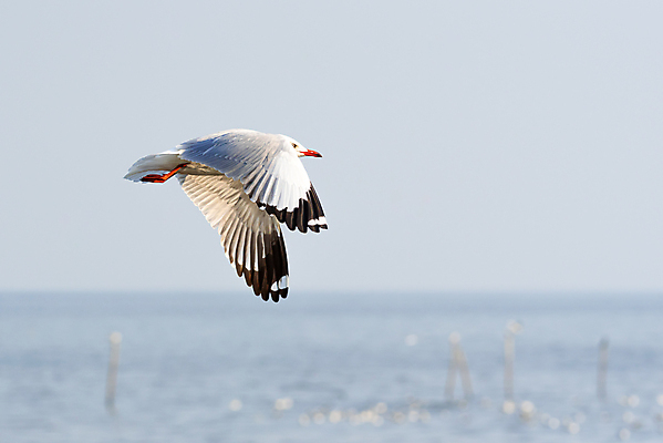 포토 JPG 해외이미지 동물 공원 야생동물 바다 태국 자연 갈매기 조류 하늘 앉기 사람없음 야외 초록색 컬러풀 정원 검은색 회색 흰색 나뭇가지 관찰 황무지 작음 깃털 사냥 공포 동물상 해외포토 나무 공공시설 아시아 컬러 모션 조형물 크기 생태계 파일형식 이미지허브