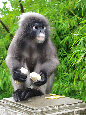 포토 JPG 해외이미지 나무 동물 응시 야생동물 잎 생각 오렌지 포유류 태국 자연 엄마 사람없음 반사 머리 원숭이 표현 뜨거움 정상 유인원 섬광 인기 강조 해외포토 식물 시선 아시아 과일 가족 신체부위 생태계 파일형식 이미지허브