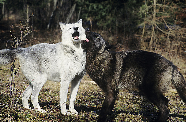 포토 JPG 해외이미지 전신 야생동물 자연 놀이 털 함께함 사람없음 야외 개 결합 늑대 해외포토 동물 컨셉 포유류 생태계 파일형식 이미지허브