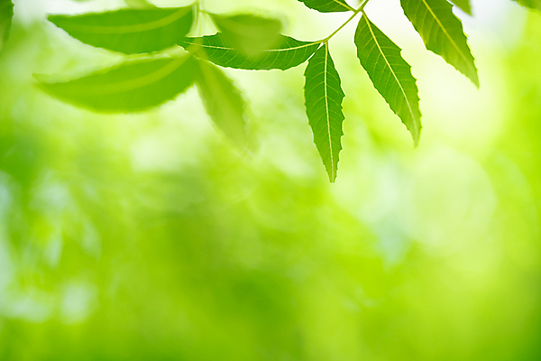 포토 JPG 해외이미지 나무 식물 계절 백그라운드 컨셉 잎 패턴 자연 벽지 추상 잔디 사람없음 초록색 여름 빛 컬러풀 햇빛 태양 우주 환경 정원 맑음 봄 성장 신선 숲 질감 보케 부드러움 내추럴 블러 생태학 지구의날 카피스페이스 그리너리 효과 해외포토 자연요소 교육 기념일 컬러 무늬 날씨 공백 감각 생태계 파일형식 트랜드컬러 이미지허브