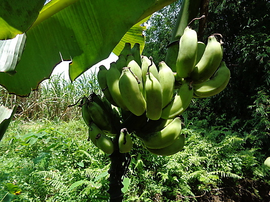 포토 JPG 해외이미지 나무 식물 계절 꽃잎 줄기 분홍색 백그라운드 잎 패턴 과일 추상 열대 바나나 건강 사람없음 초록색 빛 농장 노란색 정원 성장 벚꽃 껍질 흰색 나뭇가지 하트 신선 달콤 맛 다발 상쾌 질감 날것 생태학 엘리먼트 해외포토 모양 교육 꽃 감정 컬러 컨셉 무늬 농업 파일형식 이미지허브