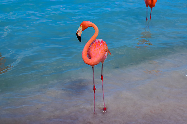 포토 JPG 해외이미지 나무 모래 바다 섬 여행 자연 하늘 휴가 손바닥 풍경 사람없음 야외 물 여름 파란색 야자수 맑음 흰색 휴양지 코코넛 카리브해 이국적 파라다이스 수평선 해외포토 자연요소 식물 손 계절 컬러 과일 날씨 장소 생태계 파일형식 이미지허브
