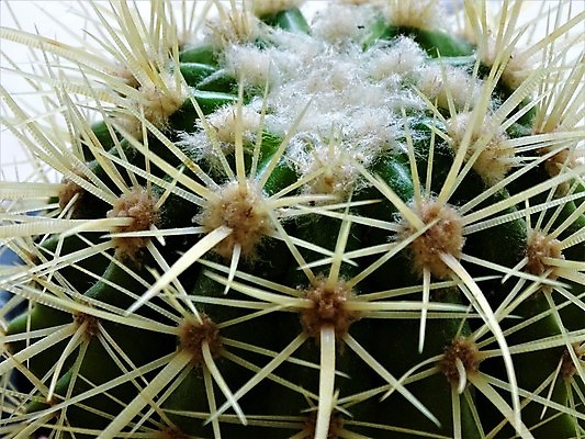 포토 JPG 해외이미지 식물 꽃 분홍색 백그라운드 잎 꽃무늬 패턴 자연 선인장 건조 사람없음 초록색 여름 컬러풀 정원 봄 사막 성장 벚꽃 오픈 개화 가시 닫기 작음 묘사 원예 날카로움 부드러움 스파이크 내추럴 기르기 온실 해외포토 계절 컬러 무늬 모션 취미 감각 크기 생태계 돌봄 파일형식 이미지허브