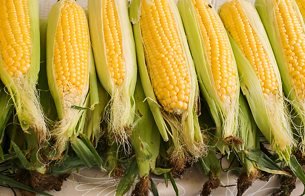 포토 JPG 해외이미지 식물 잡화 음식 백그라운드 잎 농업 다이어트 채소 과일 재료 건강 옥수수 요리 사람없음 초록색 농작물 컬러풀 농장 상점 주방 수확 신선 그룹 시장 황금 달콤 낟알 시리얼 먹기 고객 유기농 날것 끓이기 삶기 수유 숙성 채식주의자 해외포토 웰빙 산업 컬러 모션 곡류 맛 채식 파일형식 이미지허브