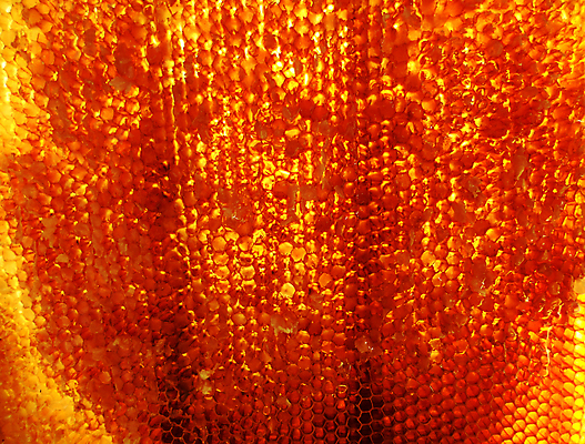 포토 JPG 해외이미지 동물 음식 곤충 백그라운드 패턴 오렌지 자연 세포 건강 사람없음 야외 여름 약 농장 노란색 시골 신선 머리빗 황금 달콤 맛 꿀벌 벌 배열 묘사 질감 꽃가루 육각형 꿀 벌집 내추럴 고립 밀랍 양봉 양봉장 왁스 폴리곤 해외포토 도형 계절 컬러 컨셉 무늬 농업 과일 의학 미용용품 벌_곤충 가루 생태계 파일형식 이미지허브