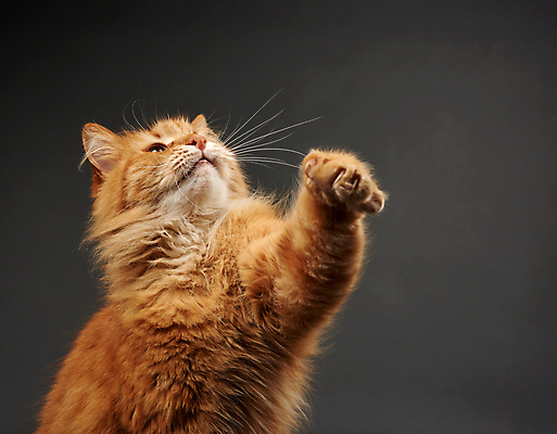 포토 JPG 해외이미지 한마리 회색배경 사람없음 반려동물 갈색 귀여움 고양이 콧수염 앞발 앞발든 해외포토 동물 1 컬러 백그라운드 컨셉 포유류 수염 회색 파일형식 이미지허브