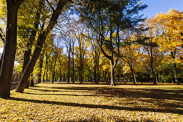 포토 JPG 해외이미지 주간 공원 단풍 낙엽 단풍나무 풍경 사람없음 야외 주황색 가을 해외포토 자연요소 나무 계절 공공시설 컬러 잎 파일형식 이미지허브