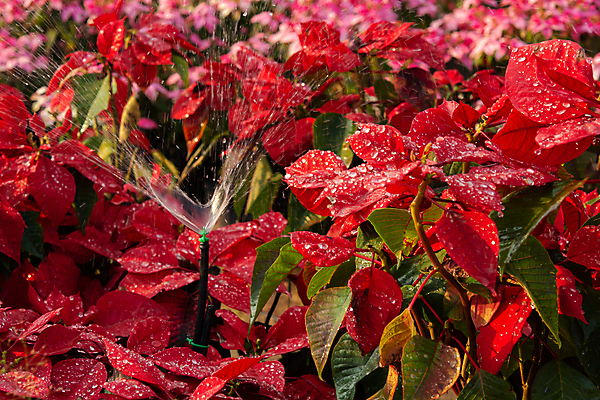포토 JPG 해외이미지 나무 식물 계절 꽃잎 꽃 분홍색 백그라운드 잎 크리스마스 겨울 꽃무늬 자연 휴가 사람없음 장식 빨간색 초록색 물 컬러풀 정원 벚꽃 물방울 축하 개화 떨어짐 이슬 질감 포인세티아 강렬 해외포토 자연요소 기념일 컬러 컨셉 무늬 생태계 파일형식 이미지허브