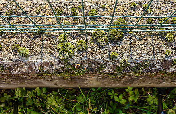 포토 JPG 해외이미지 벽 자연 이끼 사람없음 초록색 울타리 거품 회색 습기 해조류 수분 질감 생물학 해외포토 교육 컬러 담장 해양식물 생태계 파일형식 이미지허브