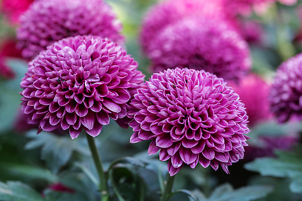 포토 JPG 해외이미지 식물 계절 꽃잎 꽃 꽃다발 백그라운드 잎 꽃무늬 패턴 자연 벽지 추상 국화 동양인 풍경 사람없음 야외 장식 초록색 여름 정원 보라색 봄 벚꽃 가을 신선 개화 민들레 묘사 데이지 아로마 내추럴 고립 파스텔톤 해외포토 컬러 무늬 인종 생태계 파일형식 이미지허브