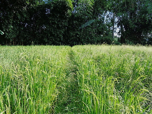 포토 JPG 해외이미지 나무 식물 아시아 문화 음식 여행 백그라운드 밭 자연 하늘 산 풍경 사람없음 야외 초록색 여름 파란색 농장 노란색 새싹 마을 성장 시골 업무 농부 땅 만족 진흙 내추럴 밭일 옛날 쟁기 해외포토 직업 계절 감정 나라 컬러 농업 작업 생태계 파일형식 이미지허브