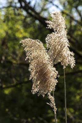 포토 JPG 해외이미지 식물 구름 공원 농업 자연 지팡이 하늘 날씨 갈대 풍경 사람없음 야외 여름 파란색 햇빛 농장 농경지 수확 성장 가을 황금 습지 낟알 해외포토 자연요소 계절 공공시설 산업 컬러 태양 생태계 파일형식 이미지허브