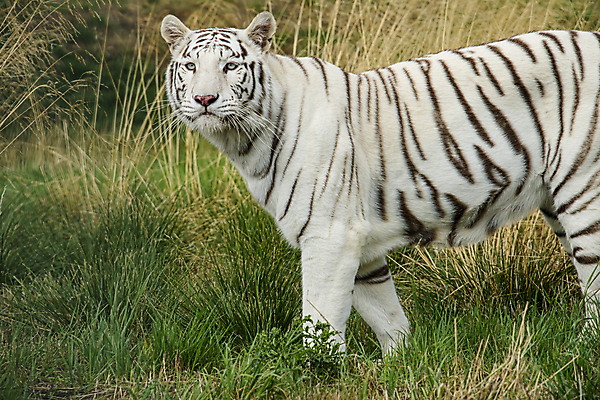 포토 JPG 해외이미지 주간 한마리 야생동물 동물원 사람없음 야외 맹수 백호 해외포토 자연요소 동물 1 호랑이 파일형식 사방신 이미지허브