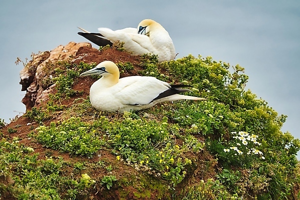 포토 JPG 해외이미지 동물 커플 야생동물 바다 자연 조류 풍경 사람없음 야외 물 여름 노란색 맑음 흰색 둥지 북쪽 내추럴 식민지 해외포토 자연요소 계절 컬러 관계 날씨 방향 생태계 파일형식 이미지허브