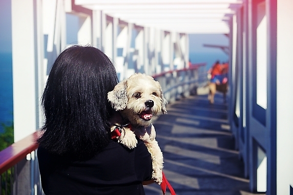 포토 JPG 해외이미지 동물 손 응시 여자 행복 새끼 포옹 함께함 사랑 미소 사람 성인 사람없음 야외 여름 반려동물 귀여움 맑음 우정 기쁨 흰색 잡기 개 강아지 작음 혀 주인 송곳니 기르기 돌봄 유래 해외포토 시선 계절 감정 컬러 컨셉 포유류 안기 모션 날씨 표정 신체부위 친구 입 치아 크기 파일형식 이미지허브