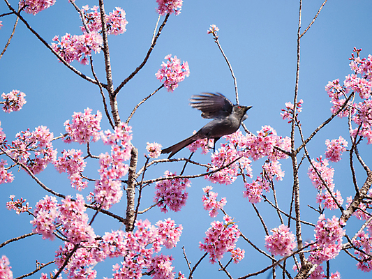 포토 JPG 해외이미지 나무 식물 동물 구름 계절 남자 실루엣 야생동물 백그라운드 잎 패턴 일러스트 모션 자연 조류 하늘 미술 사람없음 장식 초록색 여름 파란색 컬러풀 태양 머리 검은색 일몰 봄 흰색 나뭇가지 둥지 깃털 오르기 부리 독수리 내추럴 고립 동물상 벌새 생태학 해외포토 자연요소 교육 컬러 무늬 문화예술 촬영기법 사람 신체부위 조형물 노을 생태계 파일형식 이미지허브