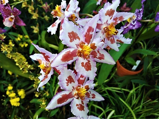 포토 JPG 해외이미지 식물 꽃잎 꽃 줄기 백그라운드 자연 산 실내 사람없음 빨간색 초록색 노란색 정원 성장 벚꽃 흰색 점 개화 난초 달콤 콜롬비아 제비꽃 원예 내추럴 온실 많음 세련 해외포토 컬러 컨셉 취미 내부 남아메리카 맛 생태계 파일형식 이미지허브