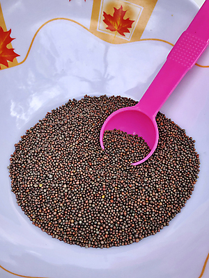 포토 JPG 해외이미지 전통 접시 문화 음료 음식 재료 자연 건조 요리 씨앗 사람없음 갈색 쌓기 숟가락 검은색 신선 뜨거움 양념 조미료 사발 맛 약초 작음 낟알 인도인 허브 향신료 흰배경 유기농 매움 날것 향기 아로마 향료 흙더미 건강식 내추럴 고립 생식 순간 해외포토 외국인 식물 식기 웰빙 컬러 백그라운드 컨셉 모션 수저 동양인 흙 흰색 풀_식물 사기그릇 크기 생태계 냄새 향미료 파일형식 더미 이미지허브