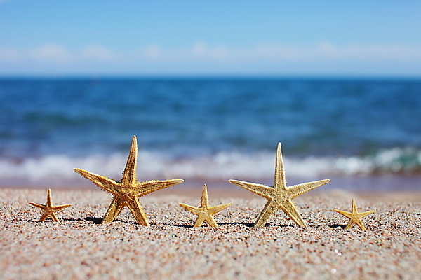 포토 JPG 해외이미지 주간 모래 불가사리 해변 사람없음 야외 해외포토 자연요소 바다 극피동물 파일형식 이미지허브