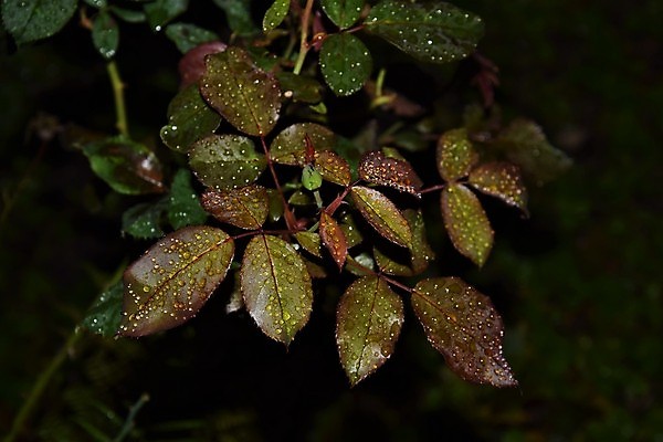 포토 JPG 해외이미지 식물 백그라운드 잎 자연 사람없음 야외 물 정원 어둠 젖음 물방울 닫기 야간 저녁 빗방울 해외포토 자연요소 모션 비_날씨 생태계 파일형식 이미지허브