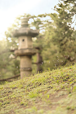 포토 JPG 해외이미지 나무 식물 구름 계절 공원 꽃잎 꽃 분홍색 백그라운드 잎 자연 하늘 사람없음 야외 파란색 컬러풀 정원 일본 보라색 일몰 봄 바위 흰색 나뭇가지 등불 신선 소나무 화려 도쿄 숲 붓꽃 내추럴 창백 방법 해외포토 자연요소 공공시설 아시아 컬러 컨셉 조명 노을 돌_바위 생태계 파일형식 이미지허브