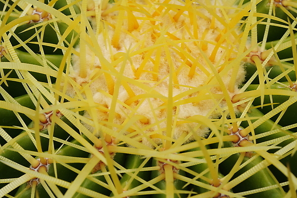 포토 JPG 해외이미지 식물 디자인 공원 꽃 줄기 백그라운드 꽃무늬 패턴 자연 추상 선인장 건조 사람없음 야외 장식 초록색 농장 노란색 정원 사막 성장 가시 황금 정상 척추 묘사 질감 날카로움 내추럴 해외포토 공공시설 컬러 무늬 농업 뼈 생태계 파일형식 이미지허브