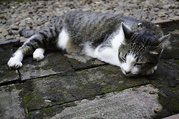 포토 JPG 해외이미지 동물 한마리 포유류 자연 휴식 털 사람없음 가로 반려동물 눕기 고양이 가축 잠 호기심 낮잠 솜털 게으름 대가리 해외포토 1 감정 컨셉 모션 생태계 파일형식 이미지허브