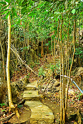 포토 JPG 해외이미지 나무 공원 아시아 길 여행 잎 자연 사람없음 초록색 산책 오솔길 통로 일반 통과 방법 해외포토 식물 공공시설 나라 컬러 휴식 생태계 파일형식 이미지허브