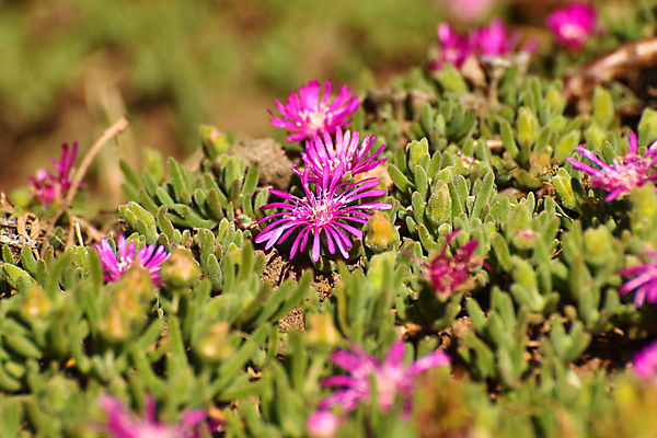 포토 JPG 해외이미지 식물 꽃잎 꽃 분홍색 백그라운드 잎 꽃무늬 자연 사람없음 가로 초록색 정원 얼음 사진촬영 카펫 활발 성장 벚꽃 개화 원예 향기 내추럴 꽃수술 남아프리카 영원 해외포토 자연요소 컬러 컨셉 무늬 아프리카 취미 촬영 생태계 냄새 파일형식 이미지허브