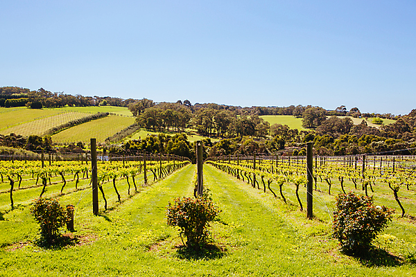 포토 JPG 해외이미지 나무 식물 밭 농업 자연 포도 풍경 사람없음 야외 초록색 여름 농작물 농장 와인 수확 성장 시골 포도밭 포도나무 양조 양조장 해외포토 계절 산업 컬러 과일 주류 과일나무 생태계 파일형식 이미지허브