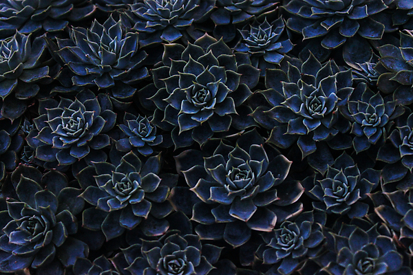 포토 JPG 해외이미지 식물 꽃 지구 백그라운드 잎 꽃무늬 패턴 자연 선인장 주택 함께함 사람없음 장식 정원 보라색 사막 성장 신선 다발 유기농 예술가 내추럴 생태학 해외포토 웰빙 교육 컬러 컨셉 무늬 건물 생태계 파일형식 이미지허브