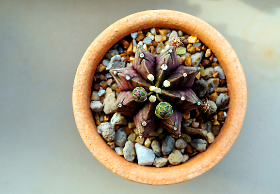 포토 JPG 해외이미지 주간 화분 선인장 사람없음 야외 하이앵글 꽃봉오리 날카로움 선인장화분 해외포토 자연요소 식물 꽃 뷰포인트 파일형식 이미지허브