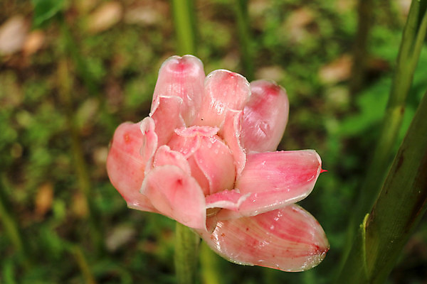 포토 JPG 해외이미지 식물 디자인 꽃잎 꽃 아시아 분홍색 백그라운드 잎 꽃무늬 일러스트 자연 벽지 미술 사람없음 그래픽 장식 빨간색 초록색 컬러풀 정원 봄 성장 벚꽃 흰색 손전등 개화 싱글 하와이 생강 내추럴 고립 이국적 파라다이스 해외포토 계절 나라 컬러 무늬 채소 문화예술 조명 미국 생태계 파일형식 이미지허브