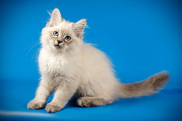 포토 JPG 해외이미지 한마리 사람없음 파란색 반려동물 고양이 네바마스커레이드 해외포토 동물 1 컬러 포유류 파일형식 이미지허브