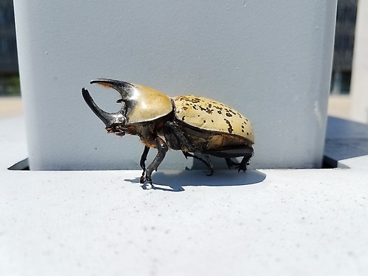 포토 JPG 해외이미지 동물 남자 야생동물 곤충 뿔 사람없음 노란색 검은색 보행로 벌레 큼 딱정벌레 시멘트 해외포토 길 컬러 사람 크기 파일형식 이미지허브