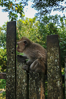포토 JPG 해외이미지 동물 1 공원 아시아 야생동물 어린이 포즈 백그라운드 포유류 태국 자연 산 털 동물원 사랑 앉기 동양인 성인 사람없음 야외 목재 초록색 울타리 환경 정원 원숭이 아기 숲 작음 큼 먹이 내추럴 동물상 해외포토 나무 공공시설 감정 나라 컬러 재료 모션 사람 인종 담장 조형물 크기 생태계 파일형식 이미지허브