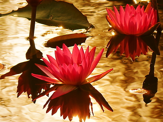포토 JPG 해외이미지 꽃잎 꽃 줄기 잎 불교 자연 그림자 사람없음 물 햇빛 반사 보라색 침묵 일몰 거울 벚꽃 연못 신선 심볼 순수 해외포토 자연요소 식물 종교 컬러 컨셉 태양 노을 소리 생태계 파일형식 이미지허브