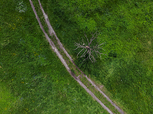 포토 JPG 해외이미지 나무 식물 공원 유럽 길 밭 자연 건조 안테나 풍경 사람없음 야외 초록색 여름 환경 봄 신선 정상 연결 땅 질감 폴란드 내추럴 드론 브로츠와프 조감도 해외포토 계절 공공시설 나라 컬러 농업 통신 생태계 파일형식 이미지허브