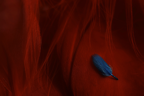 포토 JPG 해외이미지 디자인 백그라운드 패턴 미술 사람없음 가로 빨간색 파란색 우아함 매끈함 작음 순수 깃털 묘사 오브젝트 질감 부드러움 내추럴 거짓말 취급주의 해외포토 컬러 컨셉 무늬 문화예술 경고 감각 크기 파일형식 이미지허브