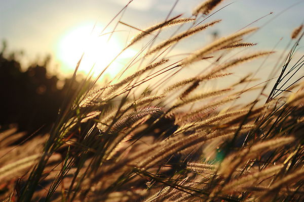 포토 JPG 해외이미지 식물 계절 꽃 실루엣 음식 백그라운드 밭 농업 태국 자연 하늘 추상 건조 씨앗 풍경 사람없음 야외 초록색 여름 빛 농작물 태양 농장 노란색 일출 일몰 수확 성장 흰색 시골 황금 낟알 시리얼 밀 보리 내추럴 숙성 해외포토 자연요소 산업 아시아 컬러 무늬 곡류 촬영기법 노을 생태계 파일형식 이미지허브