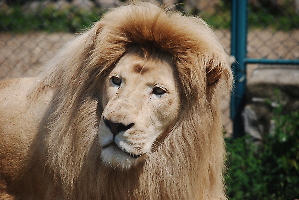 포토 JPG 해외이미지 동물 남자 얼굴 야생동물 포유류 아프리카 자연 휴식 생물 수염 따뜻함 동물원 사람없음 옆모습 노란색 맑음 고양이 흰색 위험 사자 큼 왕 리더 슛 육식동물 갈기 사자자리 주둥이 턱 남쪽 총구 해외포토 나라 뷰포인트 컬러 컨셉 날씨 사람 신체부위 반려동물 별자리 크기 방향 생태계 파일형식 이미지허브