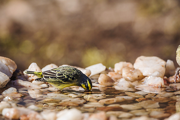 포토 JPG 해외이미지 동물 야생동물 아프리카 자연 조류 국립공원 사람없음 가로 관광지 마시기 보호 사파리 남아프리카 보츠와나 보호구역 해외포토 공원 나라 여행 컨셉 모션 생태계 구역 파일형식 이미지허브
