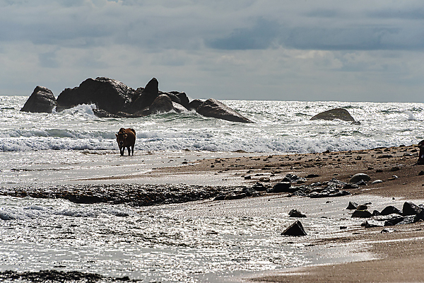 포토 JPG 해외이미지 동물 밧줄 모래 파도 바다 여행 백그라운드 농업 포유류 자연 하늘 휴가 뿔 풍경 사람없음 야외 물 여름 파란색 농장 갈색 걷기 침묵 흰색 소 군중 인도인 암초 인도양 무료 스리랑카 힌두교 해외포토 자연요소 외국인 계절 산업 아시아 종교 줄 컬러 모션 사람 동양인 소리 생태계 파일형식 이미지허브